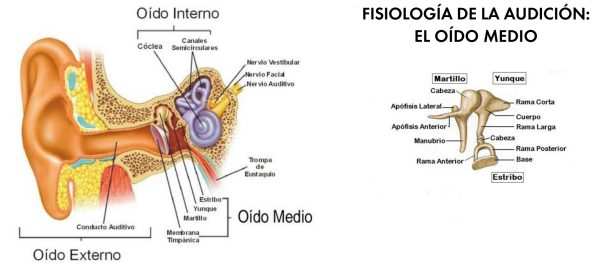 Tipos De Sordera Zona Hospitalaria