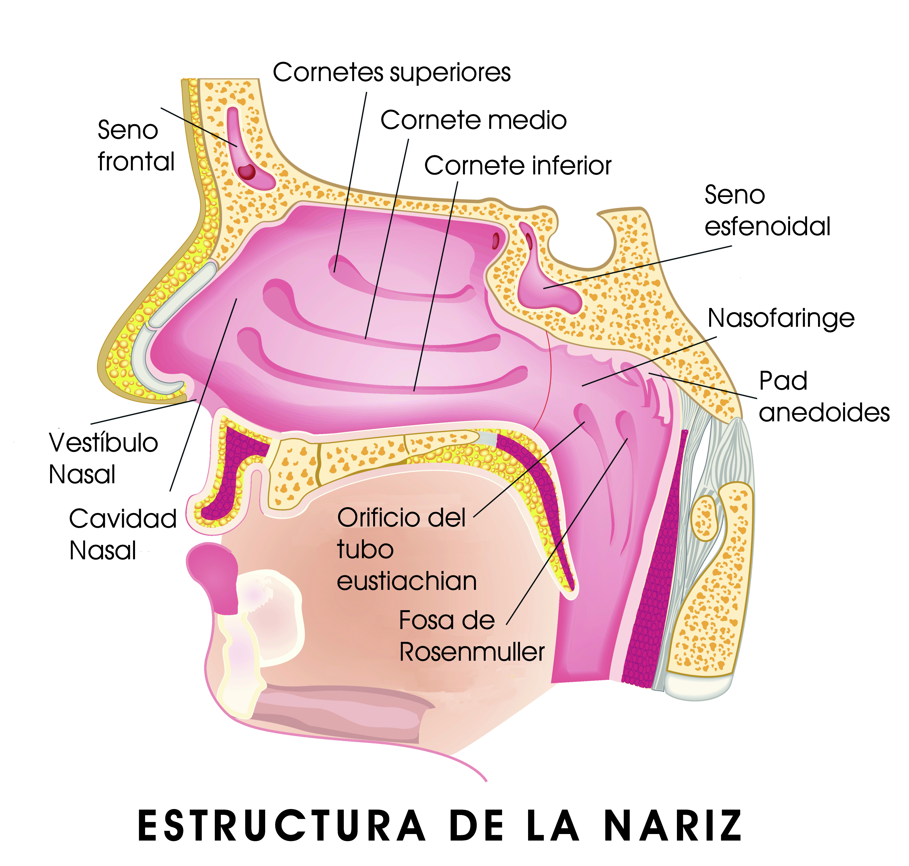 Obstrucción nasal Zona Hospitalaria