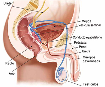 próstata y disfunción eréctil)