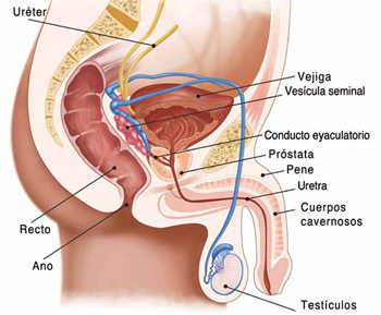 Papilloma virus donne