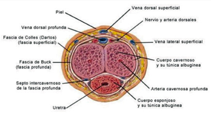 Anatomía peneana