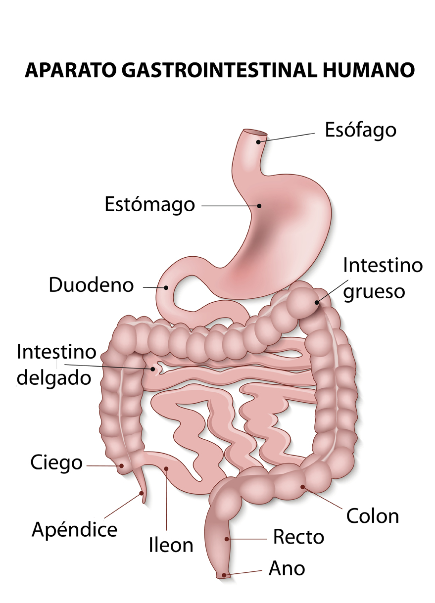gastrointestinal tract includes all structures between the esophagus and anus. Human anatomy.