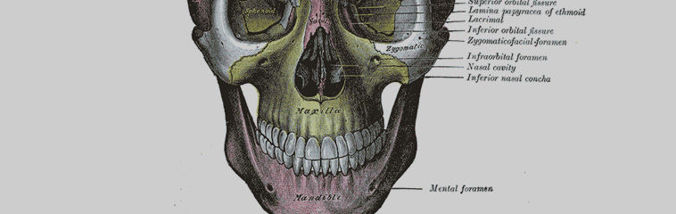 Aparatul dento-maxilar