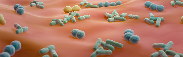 <h1 class='entry-title h2-style'>Restaurando el equilibrio intestinal: el papel del trasplante fecal</h1><div id='b' style='margin-bottom: 10px;'> <span class='sb'><br><strong>Ainara Baines García.</strong> Médica Adjunta de Aparato Digestivo. Hospital Reina Sofía de Tudela.  <strong>Paola Navarro Lago. </strong>Médica Adjunta de Anestesiología y Reanimación. Hospital Reina Sofía de Tudela.  <strong>Edurne Ramírez del Arco.</strong> Técnica Auxiliar de Cuidados en Enfermería. Hospital Reina Sofía de Tudela</span></b>